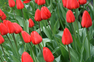 Red Tulips - Obrázkek zdarma pro 1440x900