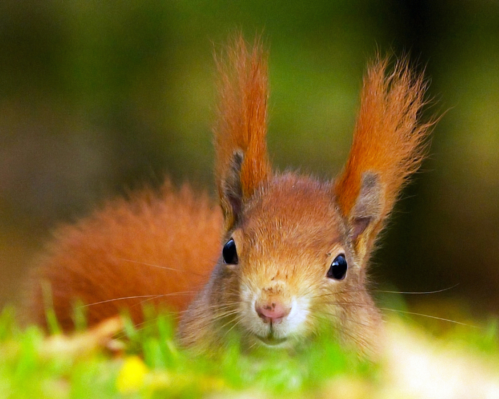 Das Funny Little Squirrel Wallpaper 1600x1280