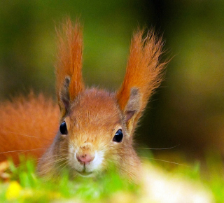 Funny Little Squirrel - Obrázkek zdarma pro iPad Air