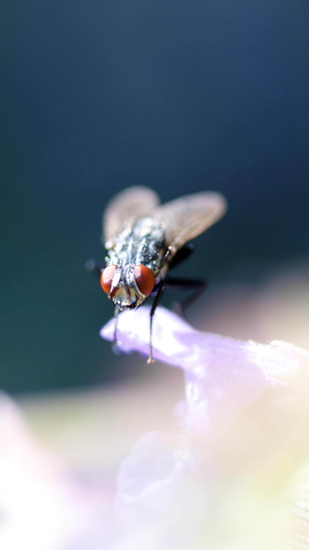 Обои Fly Macro 1080x1920