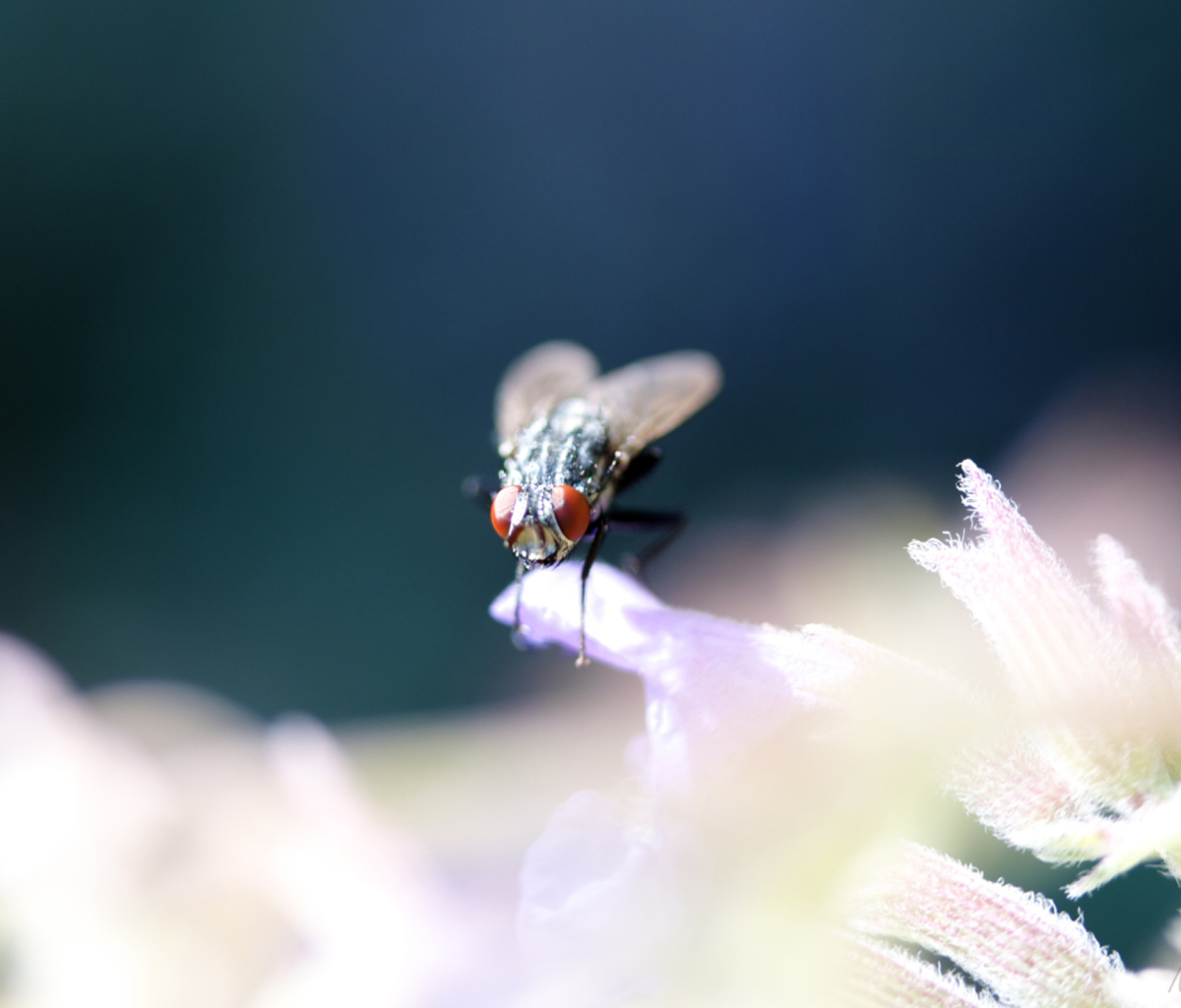 Fly Macro wallpaper 1200x1024