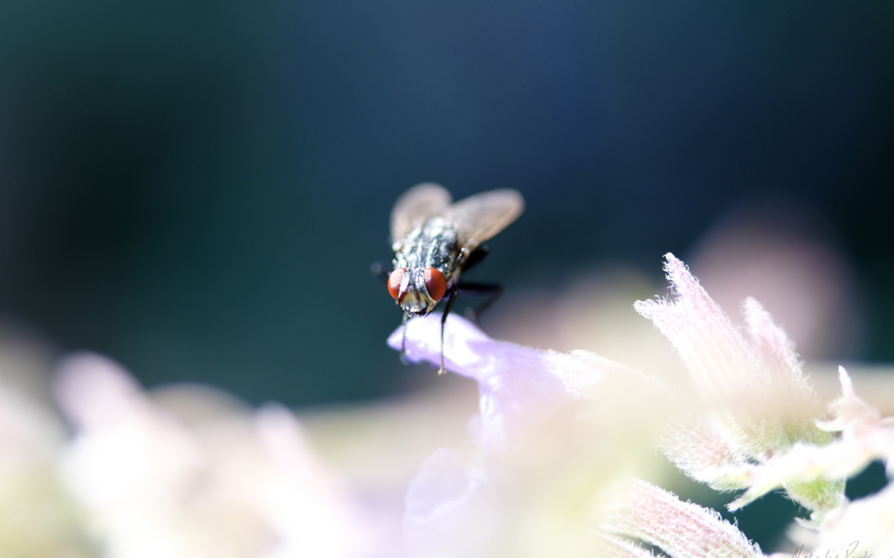 Обои Fly Macro 1280x800