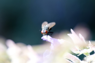 Fly Macro Background for Android, iPhone and iPad