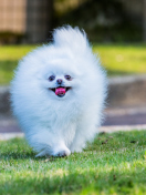 Обои Pomeranian 132x176