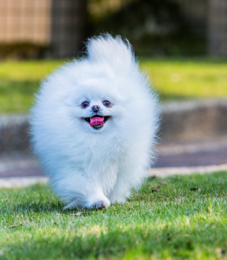 Pomeranian sfondi gratuiti per Nokia C1-02