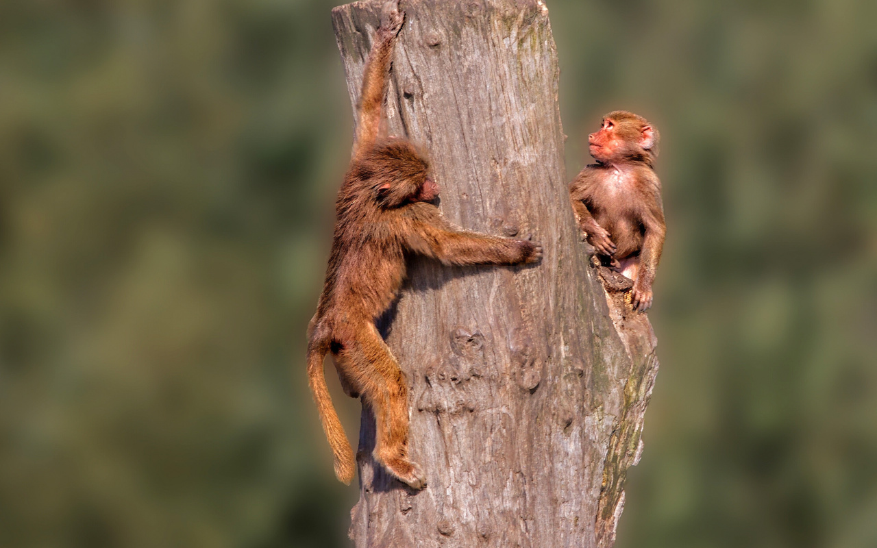 Guenon primate monkeys screenshot #1 1280x800