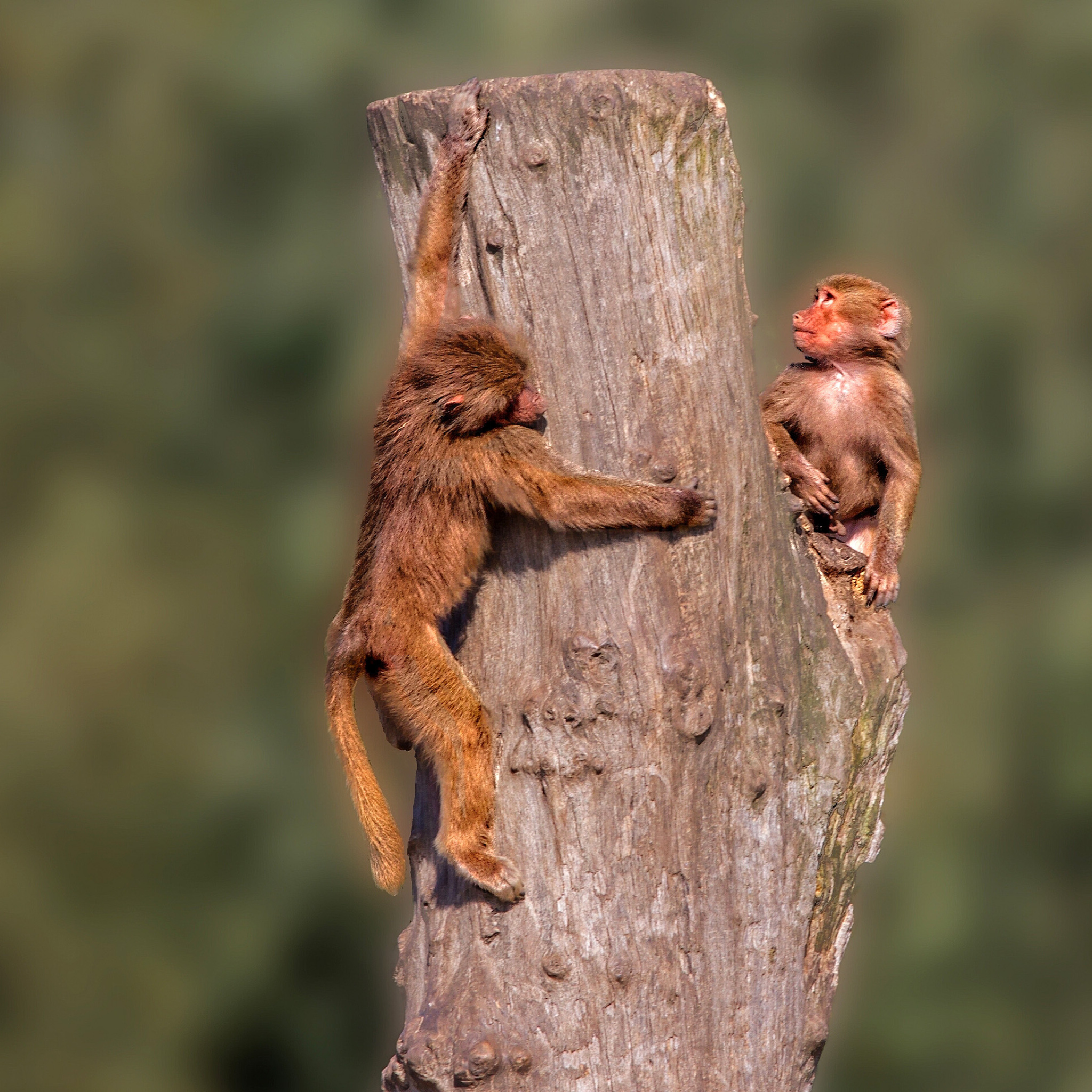 Sfondi Guenon primate monkeys 2048x2048