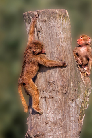 Обои Guenon primate monkeys 320x480