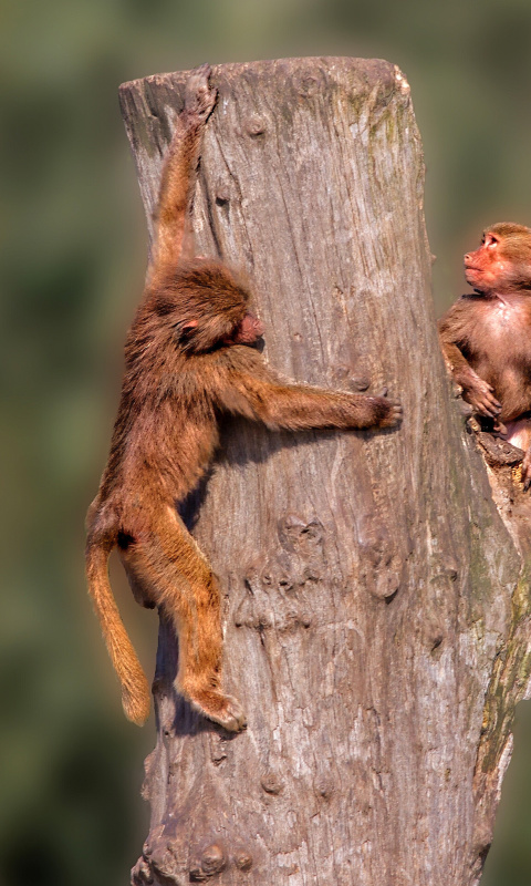 Fondo de pantalla Guenon primate monkeys 480x800