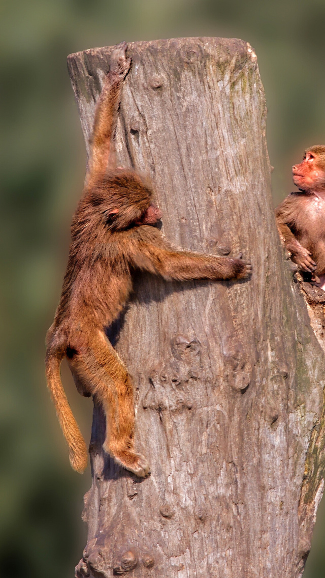 Screenshot №1 pro téma Guenon primate monkeys 640x1136