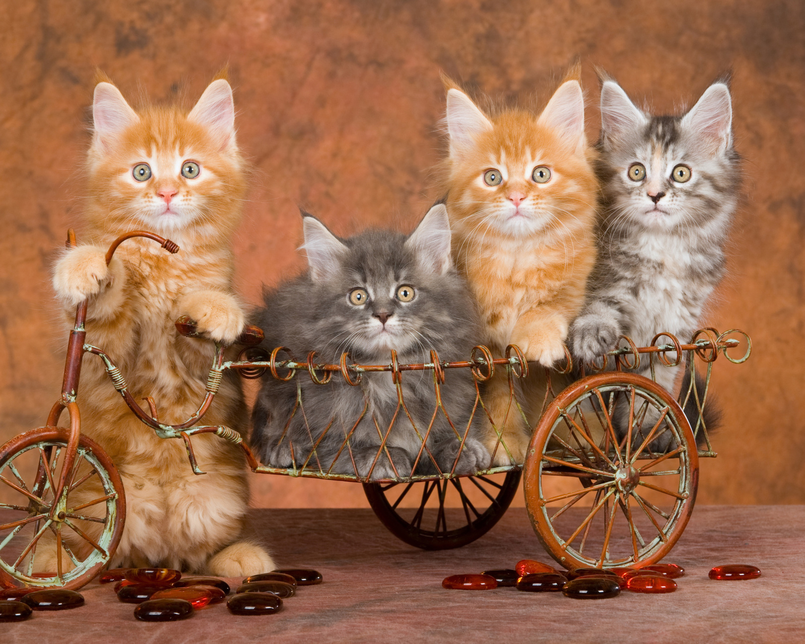 Young Kittens wallpaper 1600x1280