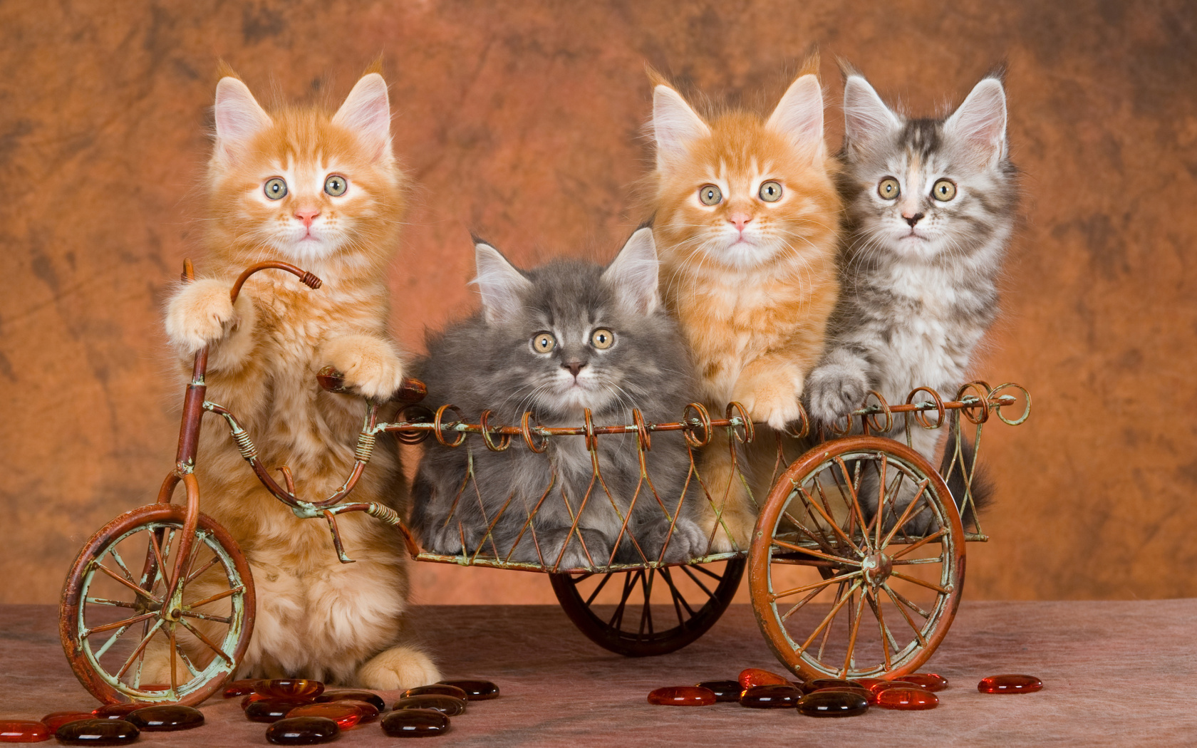 Das Young Kittens Wallpaper 1680x1050