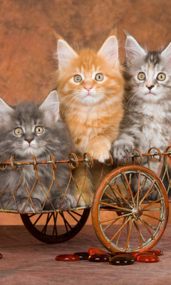 Young Kittens wallpaper 240x400