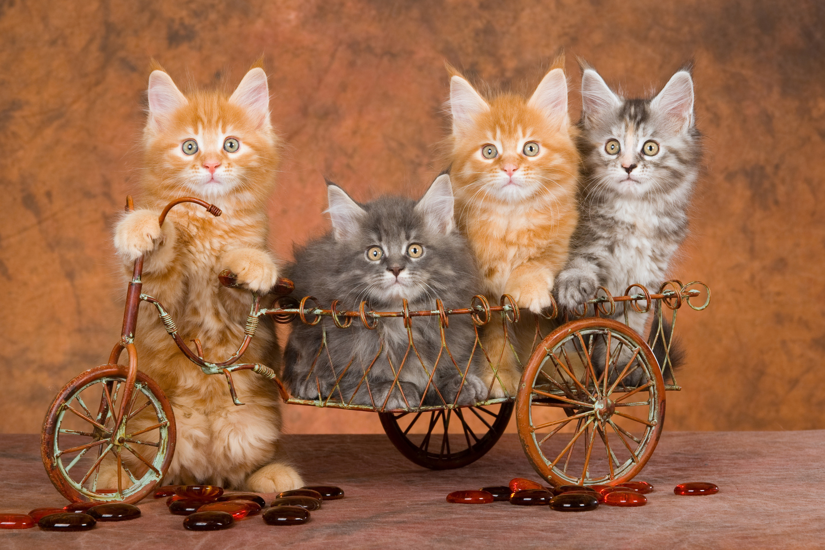 Das Young Kittens Wallpaper 2880x1920