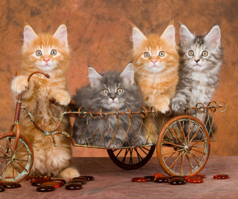 Young Kittens screenshot #1 480x400