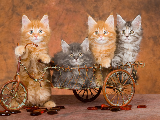 Das Young Kittens Wallpaper 640x480