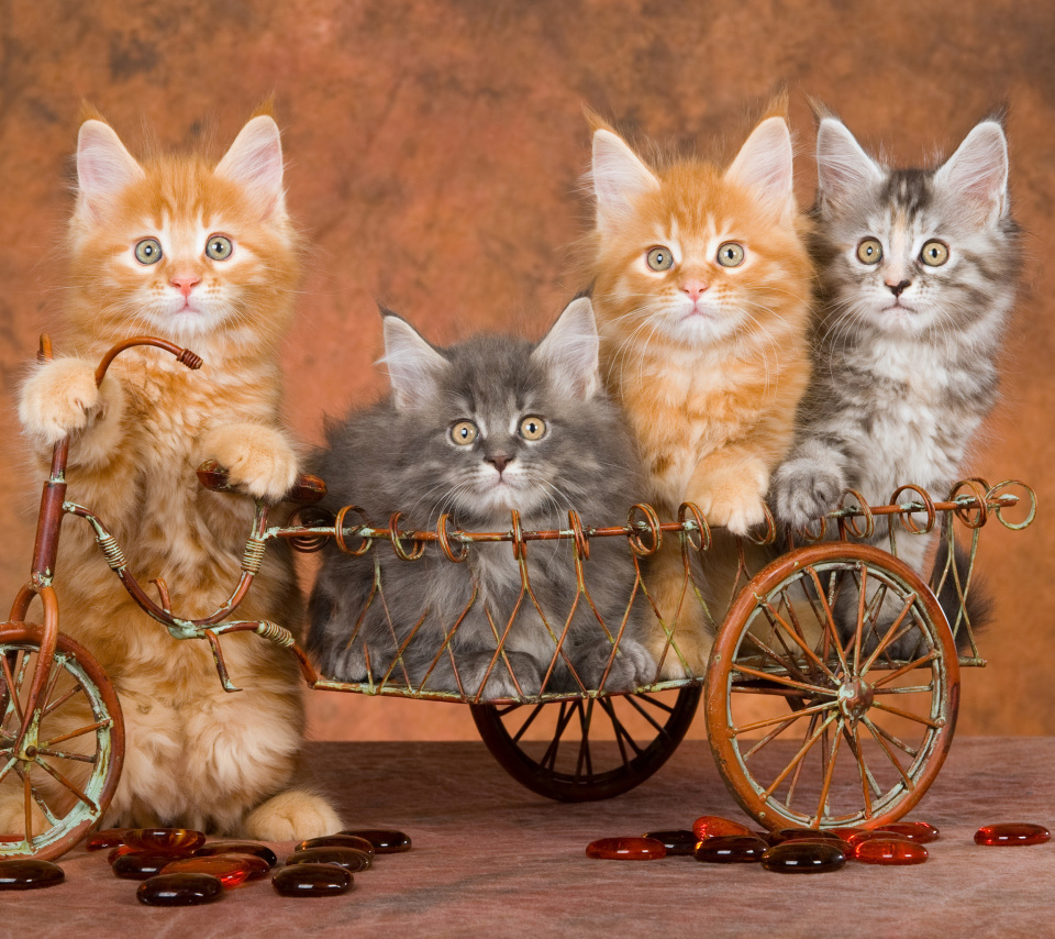 Das Young Kittens Wallpaper 960x854