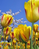 Spring Tulips screenshot #1 128x160