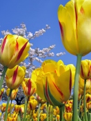 Screenshot №1 pro téma Spring Tulips 132x176