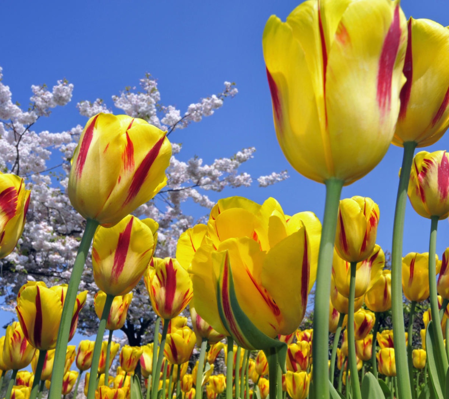 Обои Spring Tulips 1440x1280