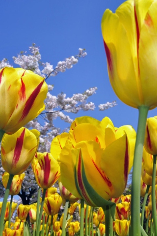 Обои Spring Tulips 320x480