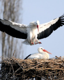 Sfondi Stork 128x160