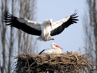 Fondo de pantalla Stork 320x240