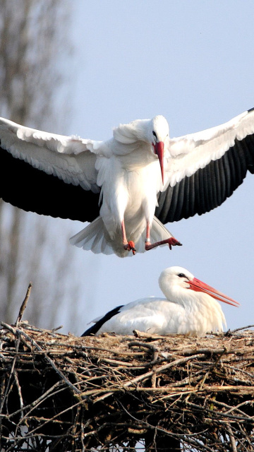 Sfondi Stork 360x640