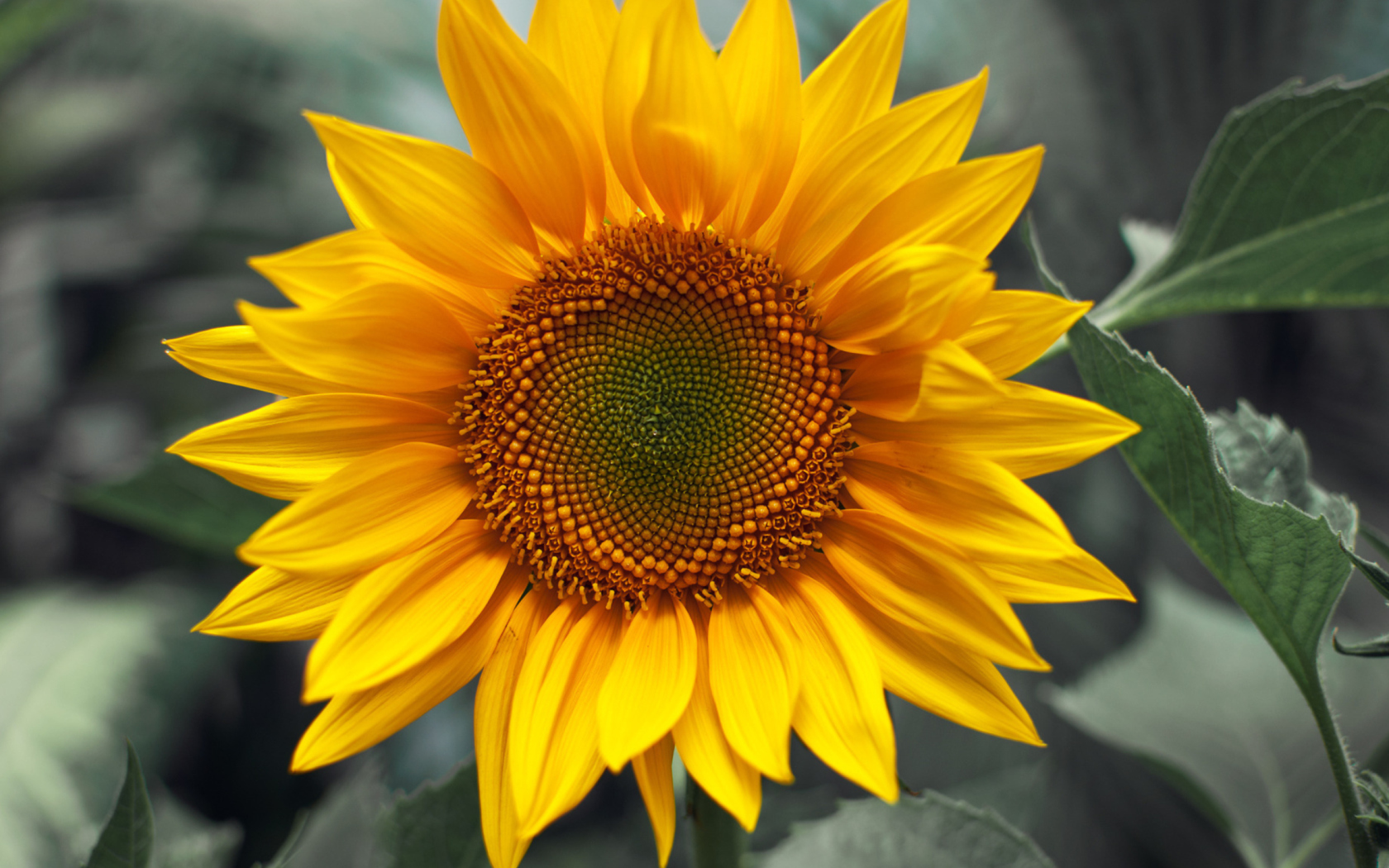 Fondo de pantalla Sunflower 1680x1050