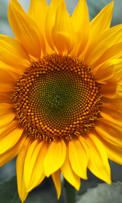 Screenshot №1 pro téma Sunflower 240x400