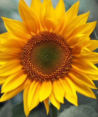 Sunflower - Obrázkek zdarma pro Nokia Asha 306