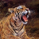 Screenshot №1 pro téma Tiger In The Grass 128x128