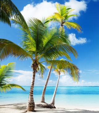 Tropical Beach - Obrázkek zdarma pro 640x1136