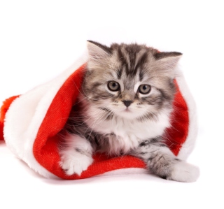 New Year Cat sfondi gratuiti per 128x128