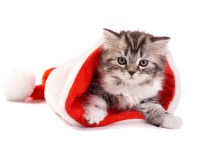 New Year Cat - Fondos de pantalla gratis 