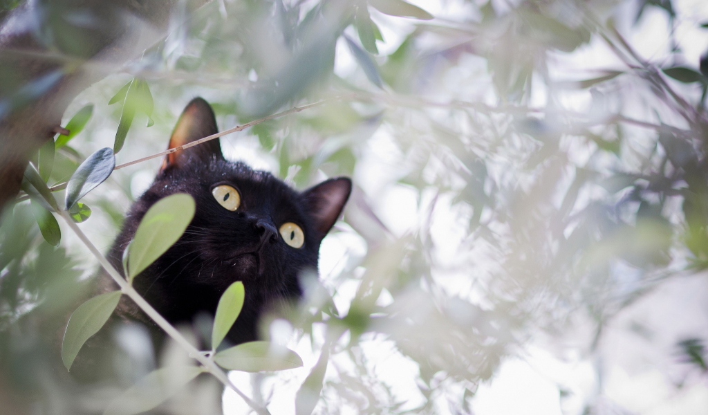 Screenshot №1 pro téma Black Cat Hunting On Tree 1024x600