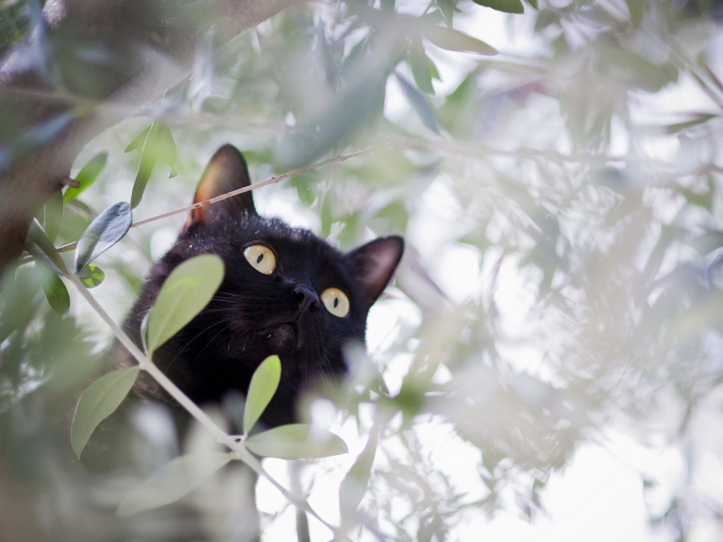 Fondo de pantalla Black Cat Hunting On Tree 1024x768