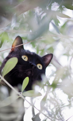 Обои Black Cat Hunting On Tree 240x400
