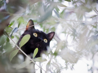 Black Cat Hunting On Tree wallpaper 320x240