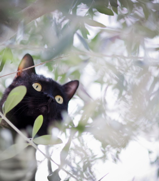 Black Cat Hunting On Tree - Obrázkek zdarma pro 128x160