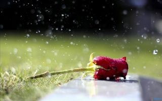 Fresh Rose - Obrázkek zdarma pro Sony Xperia M