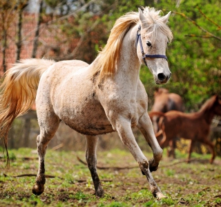 Horse - Obrázkek zdarma pro iPad