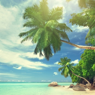 Tropical Island - Obrázkek zdarma pro iPad 2