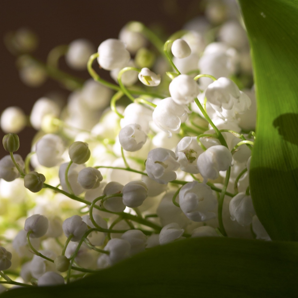 Screenshot №1 pro téma Lily Of The Valley Bouquet 1024x1024