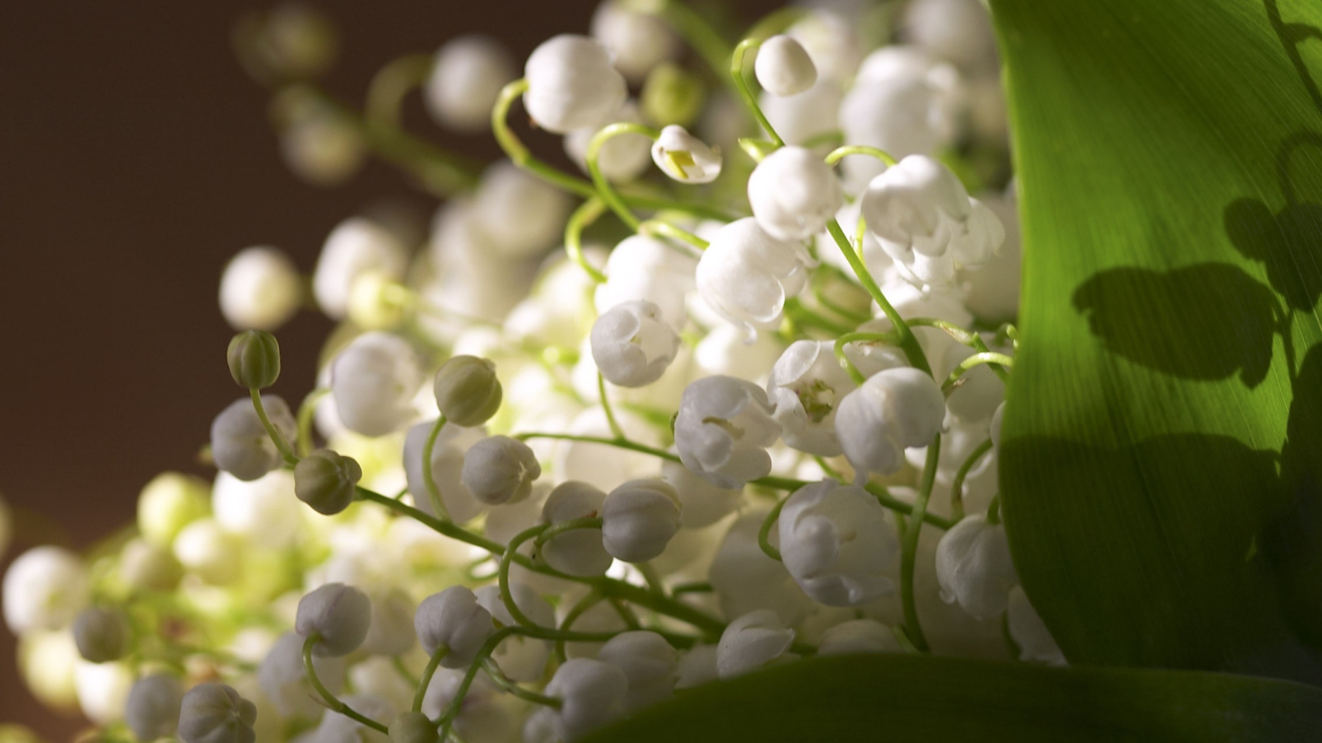 Das Lily Of The Valley Bouquet Wallpaper 1920x1080