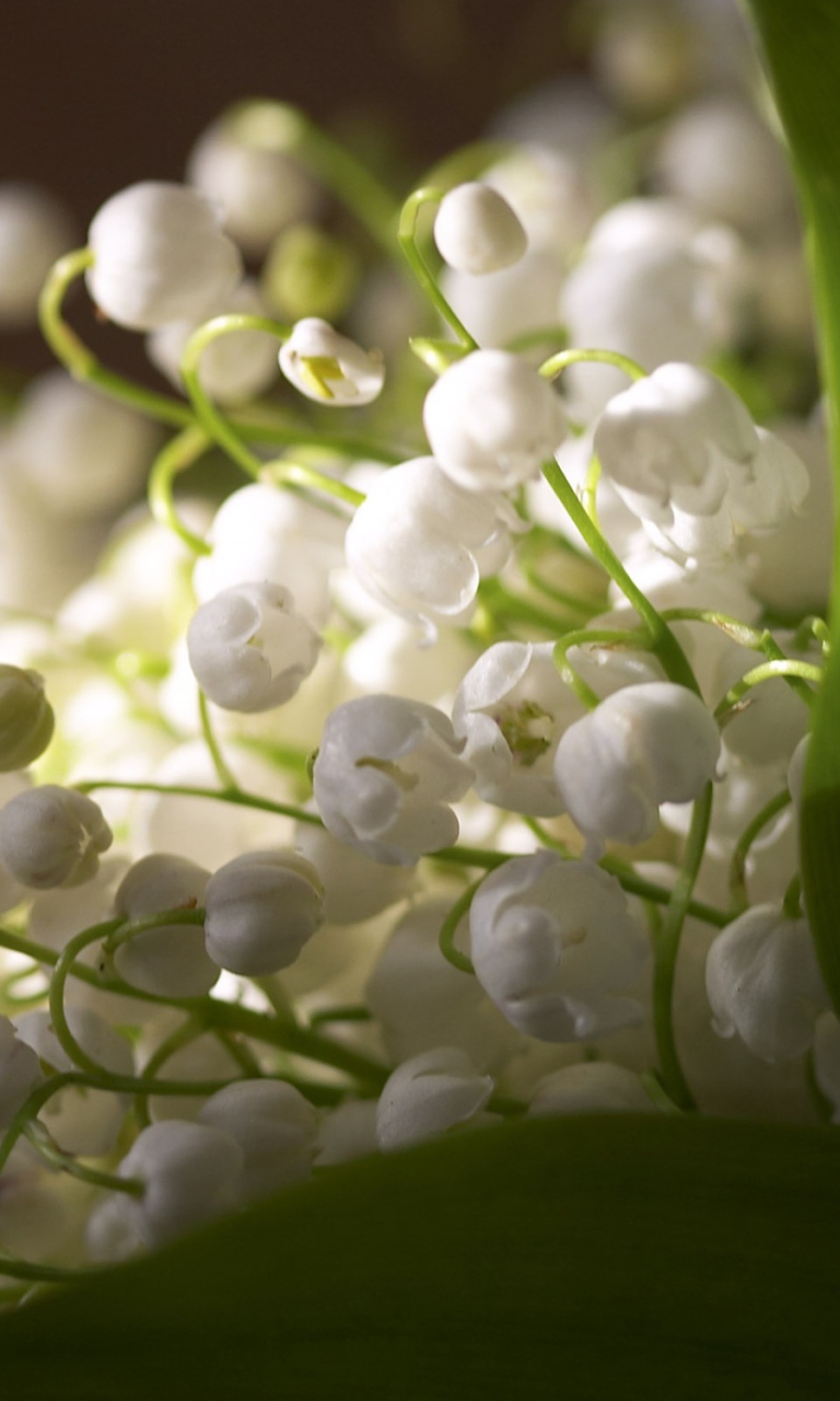 Das Lily Of The Valley Bouquet Wallpaper 768x1280