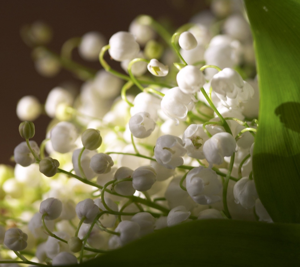 Das Lily Of The Valley Bouquet Wallpaper 960x854