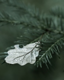 Das Spruce Branches And Leaf Wallpaper 128x160