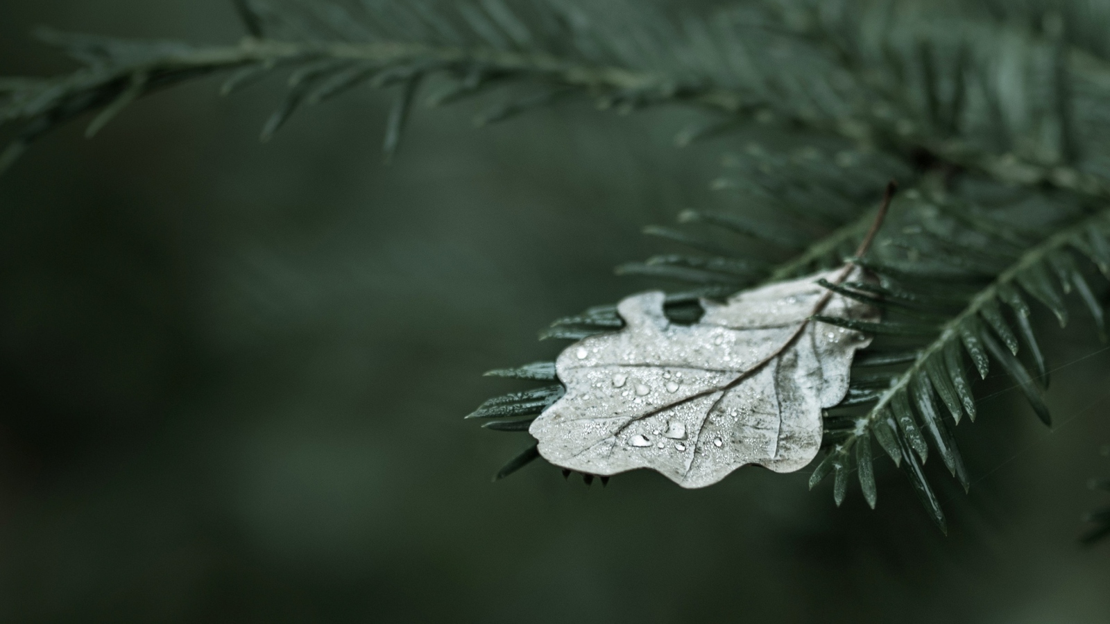 Spruce Branches And Leaf screenshot #1 1600x900