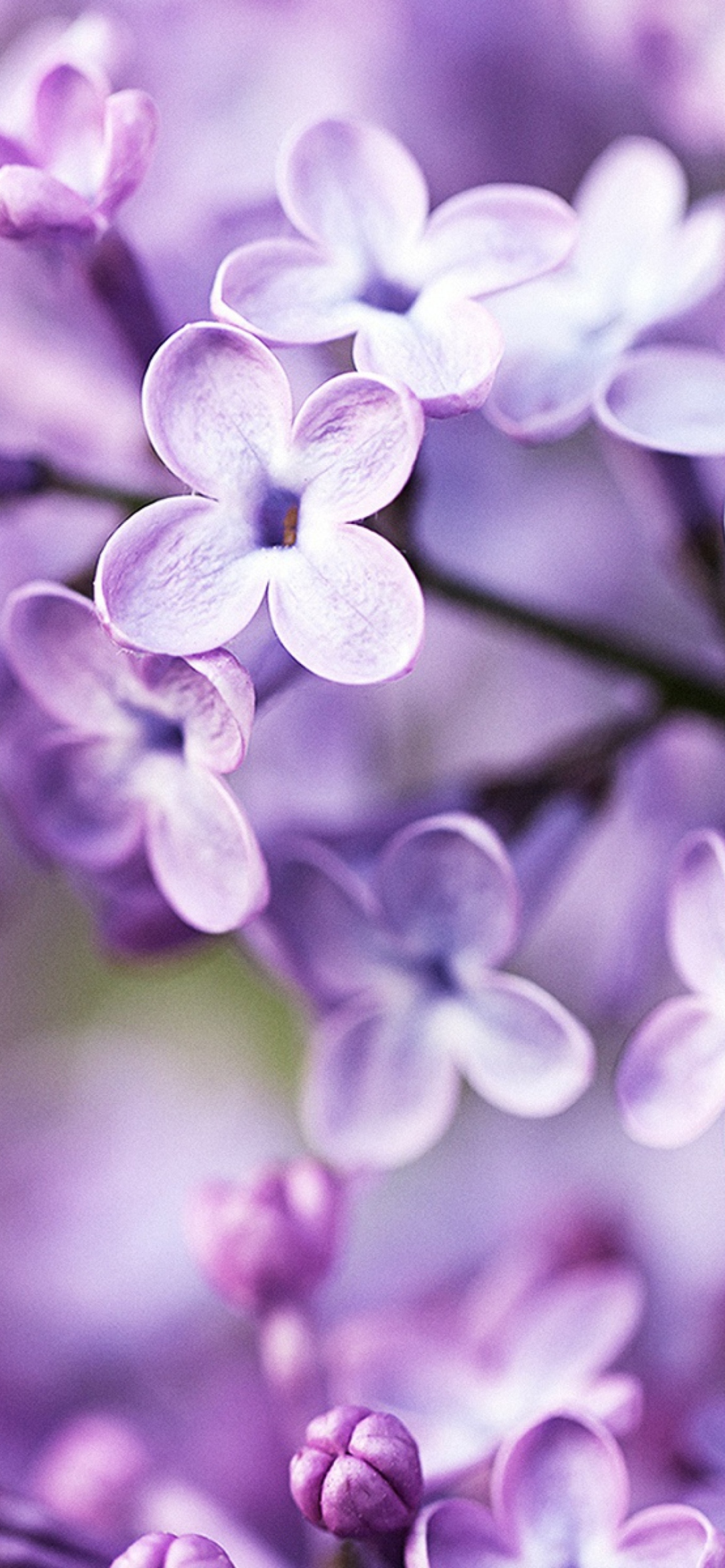 Fondo de pantalla Spring Lilac Bloom 1170x2532